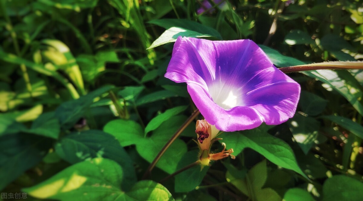郁郁葱葱的多肉植物,适合阳光足的一年四季开花的植物