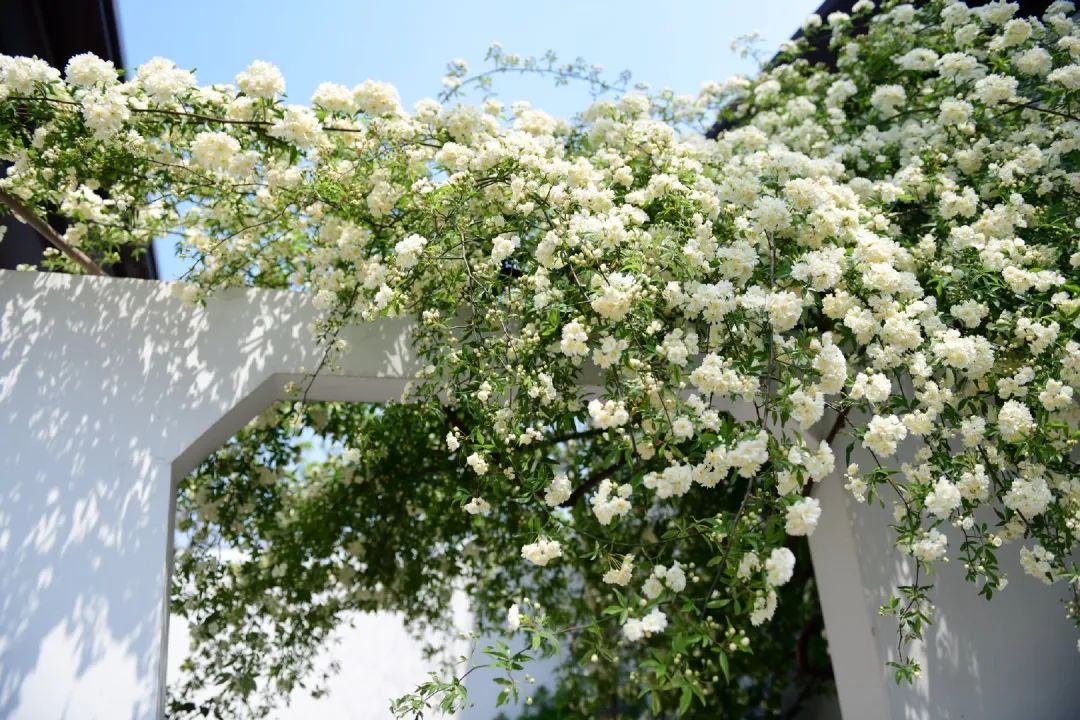 开到荼蘼唱的是什么,歌词中有开到荼蘼