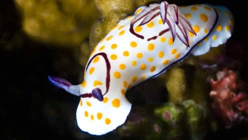 壹壹生态养殖,壹生态小百科