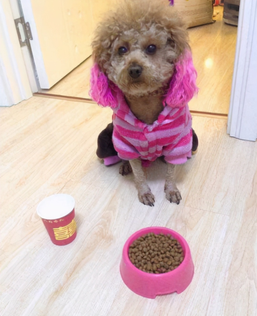 对付挑食泰迪的绝招,怎么解决泰迪挑食的问题