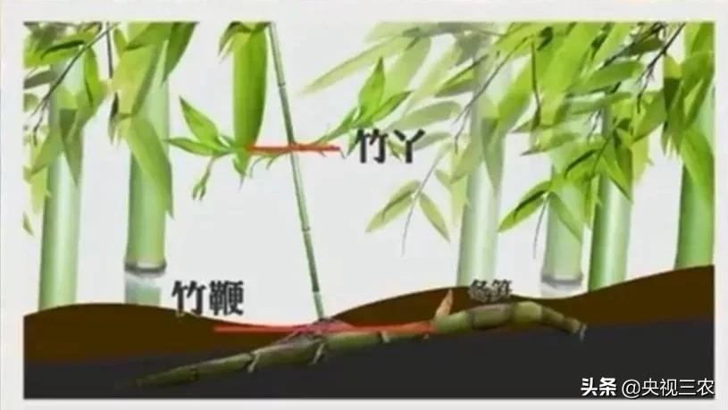 冬笋炒腊肉怎么处理去除涩味,湖南腊肉冬笋怎么做才不会有涩味