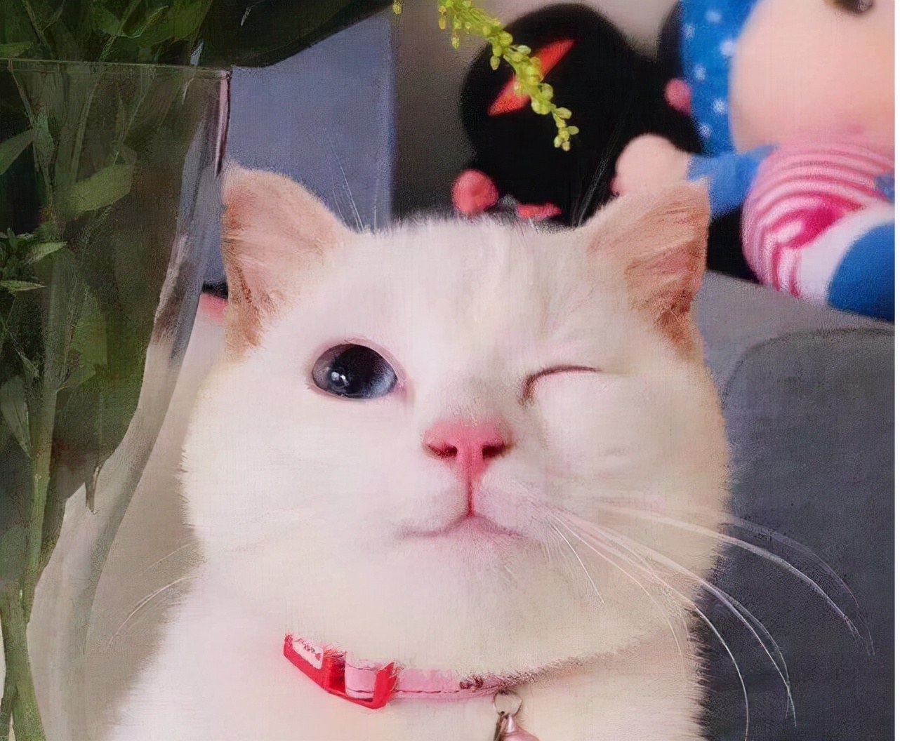 猫咪哪些表现表示过得很幸福,猫咪有哪种表现说明它很幸福