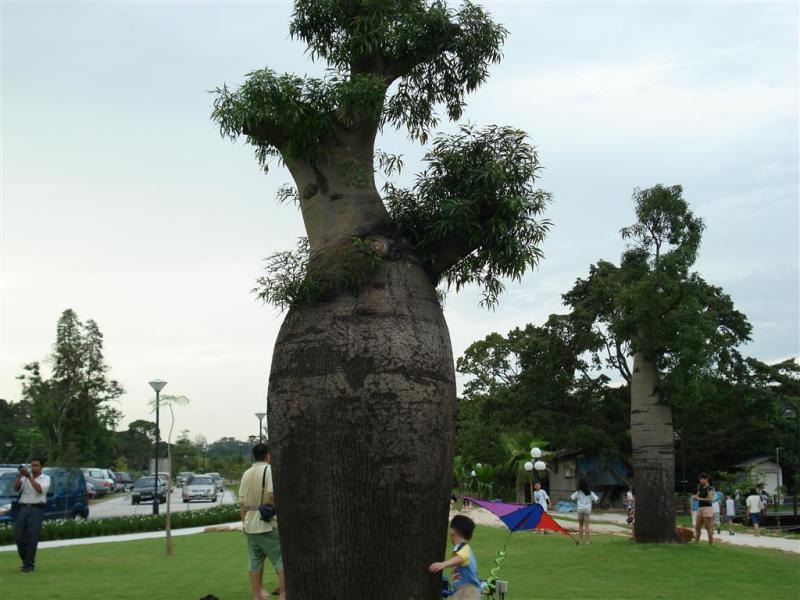 世界上10大最奇特的植物,世界上最奇特的植物叫什么名字