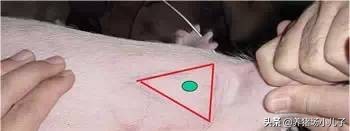 给猪打针打的鼓包了怎么办,给猪打针的时候应激了怎么办