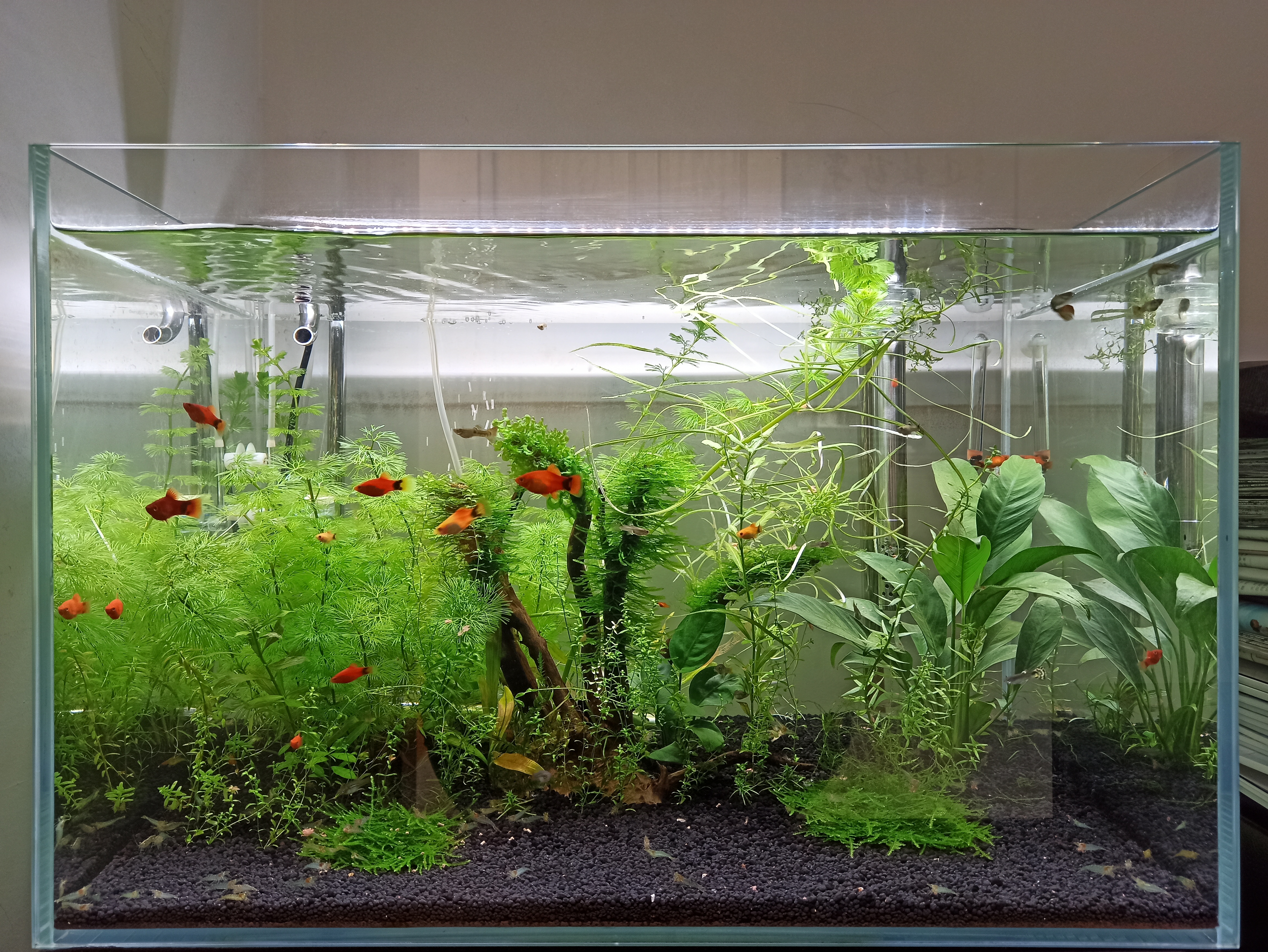 鱼缸开缸如何用硝化活菌养水教程,新缸养水期如何快速培养硝化菌