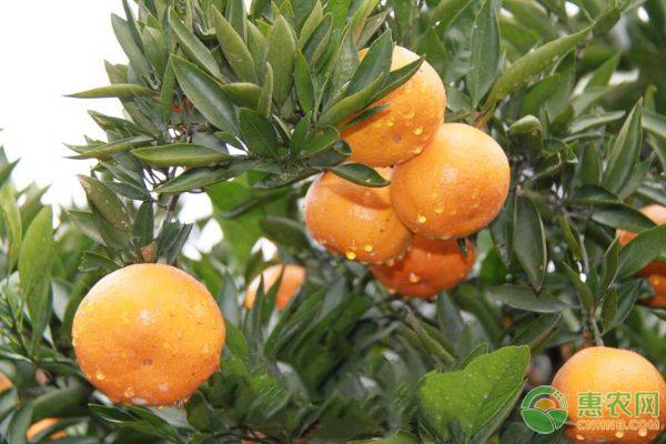 2021开始种植沃柑还有前途吗,2017种植沃柑前景