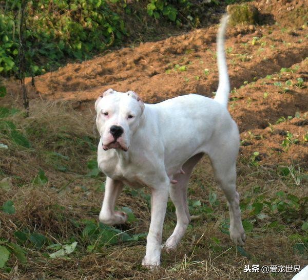 杜高好养活吗,怎么样让杜高变得凶猛