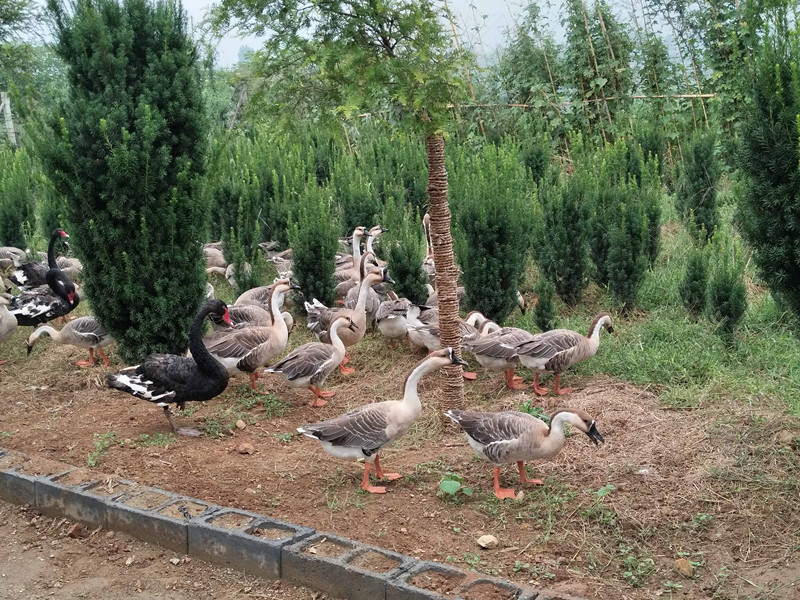 如果你在森林里遇见它你会怎么办,如果你在森林中遇见一头狼怎么办