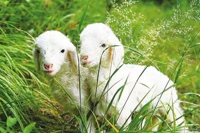 羔羊消化不良积食怎么解决,羔羊消化不良