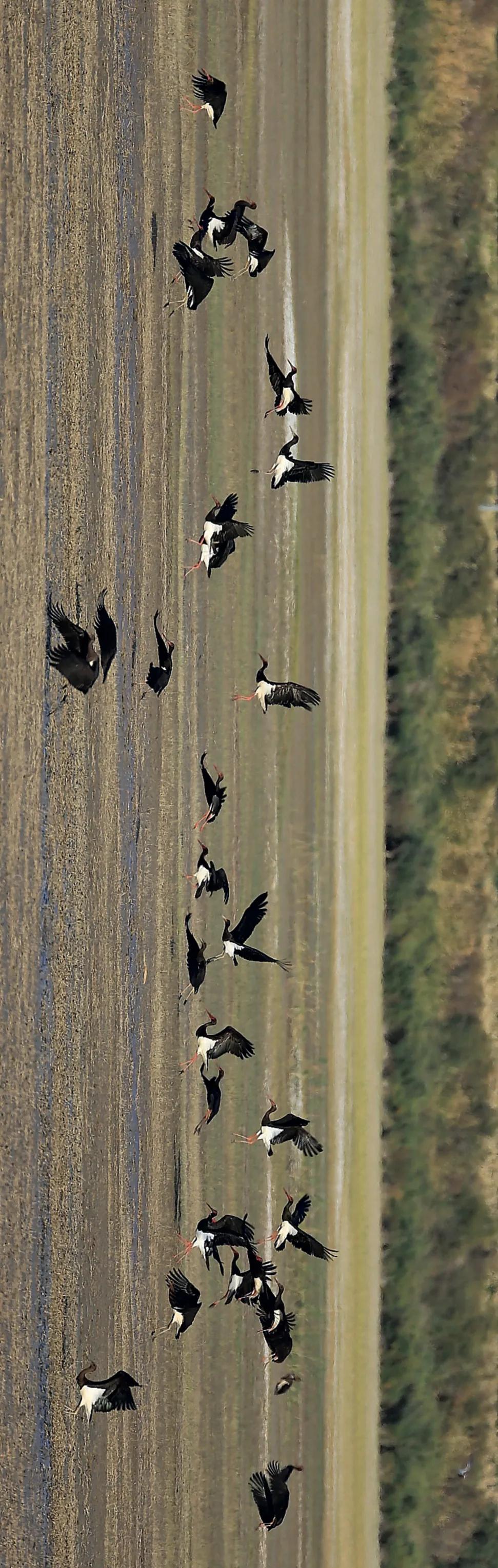 世界爱鸟日普及,观测鸟类迁徙迎接国际爱鸟日