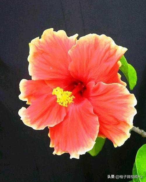 大智若愚的人生感悟句子,大智若愚的智慧名言