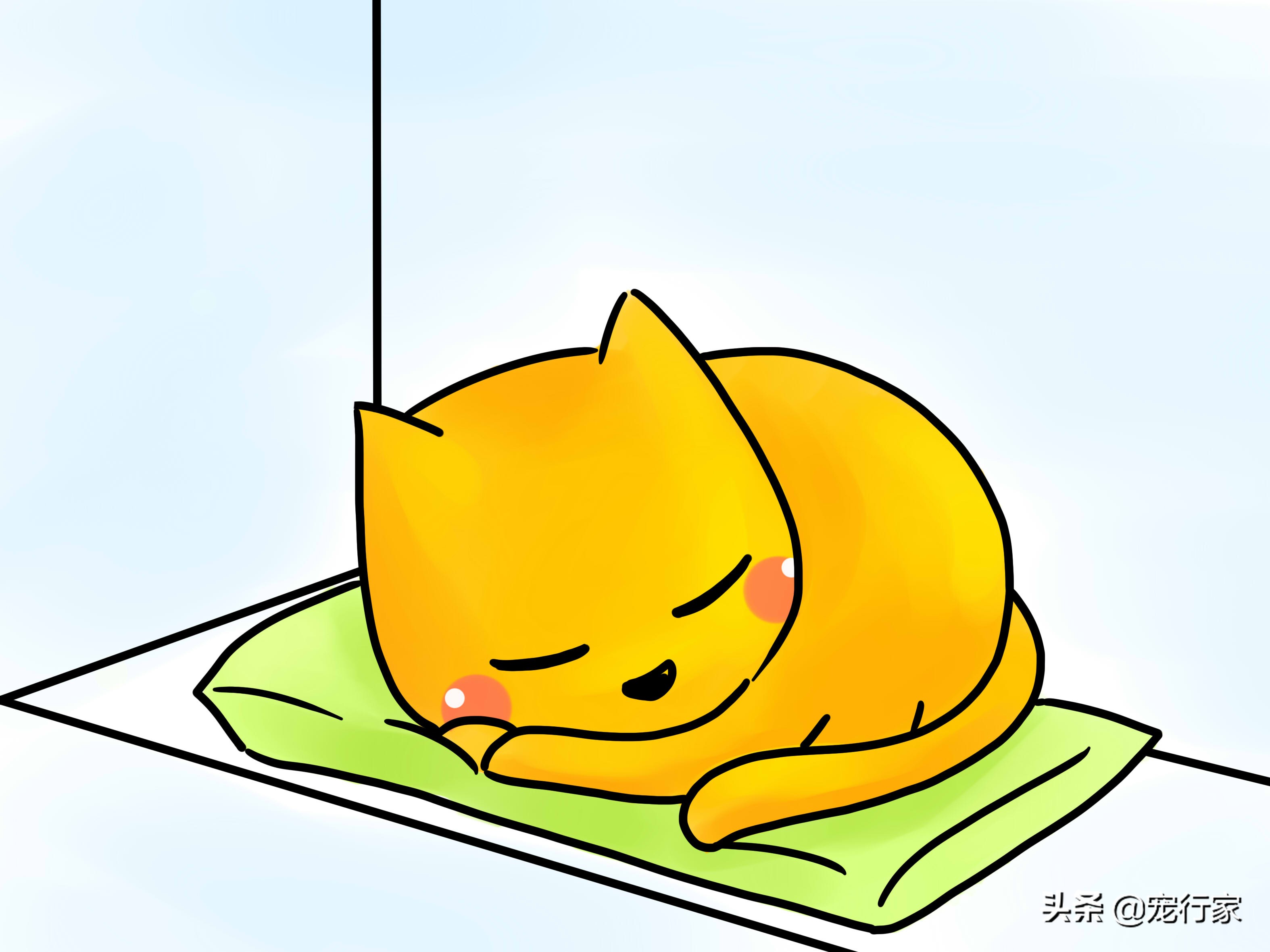 如何照顾耳聋的猫咪,如何照顾耳聋的猫