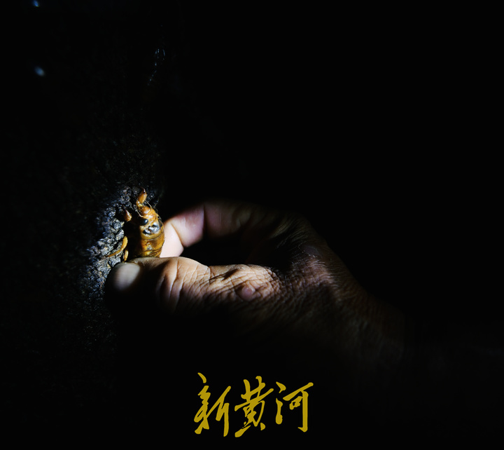 济南金蝉养殖户40天收入五六万,章丘哪里金蝉多