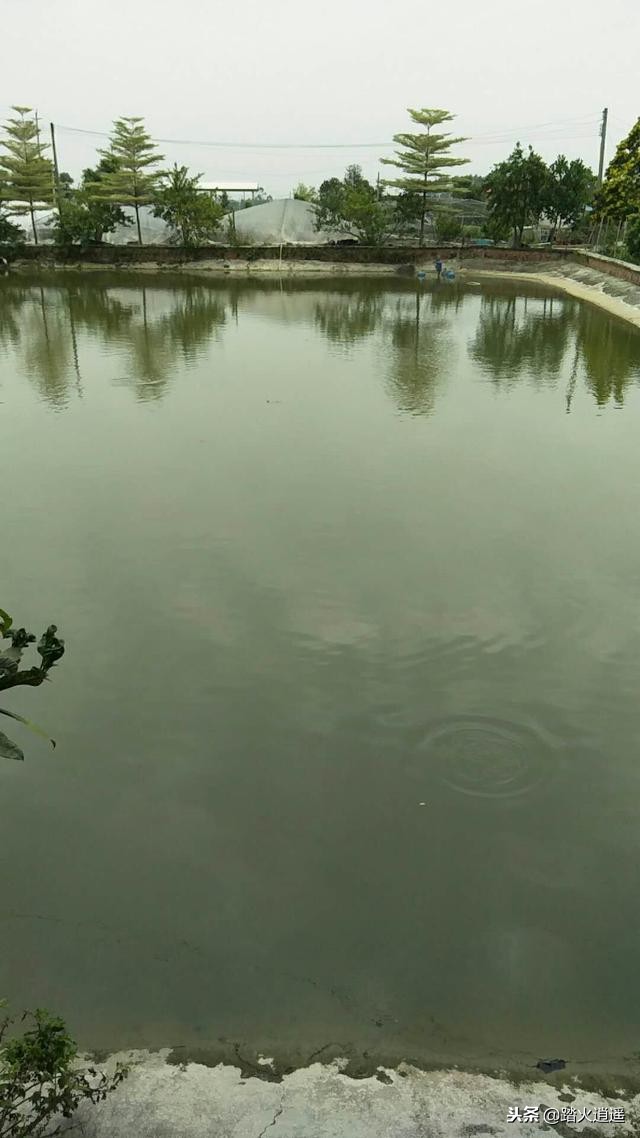 网箱养鱼该如何用药,养鱼的正确方式和技巧