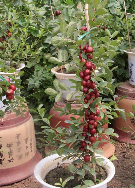 价值被低估的水果“李子祖先”，含钙量堪比牛奶，村民却拿它喂猪