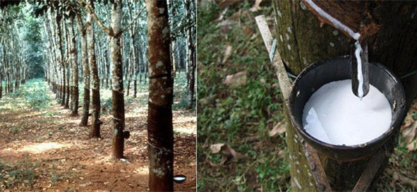 泰国乳胶枕怎么不被坑,乳胶枕有坑怎么回事