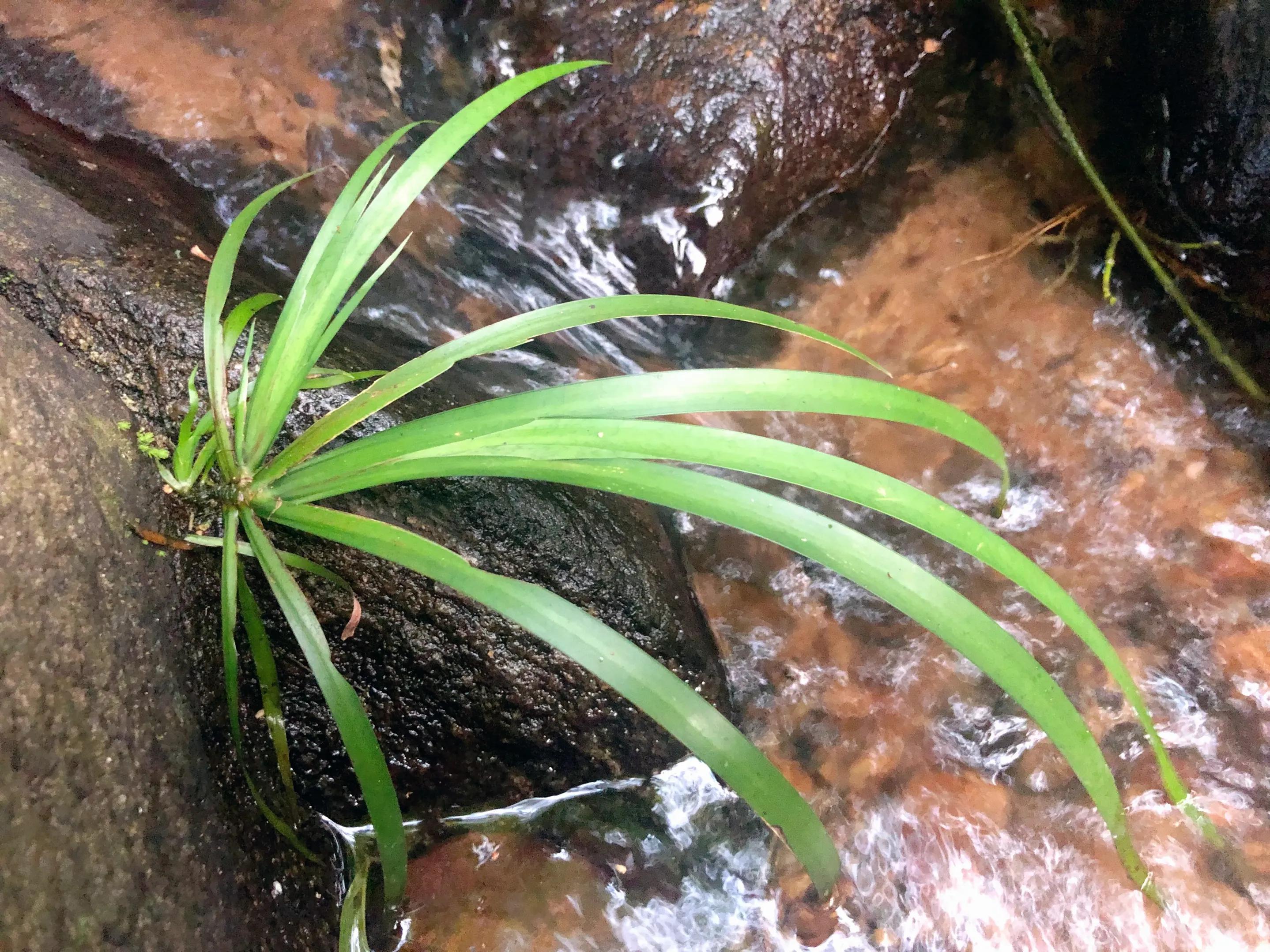 深山野岭野生植物,深山老林野菜植物