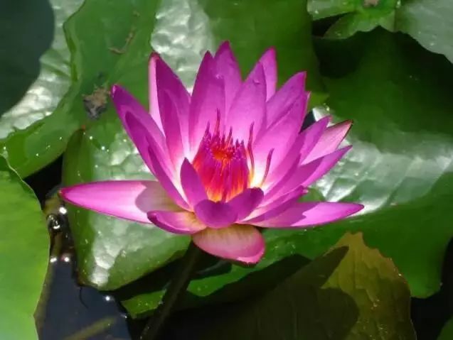 世界上最稀有最名贵的花,世界上最漂亮名贵的花