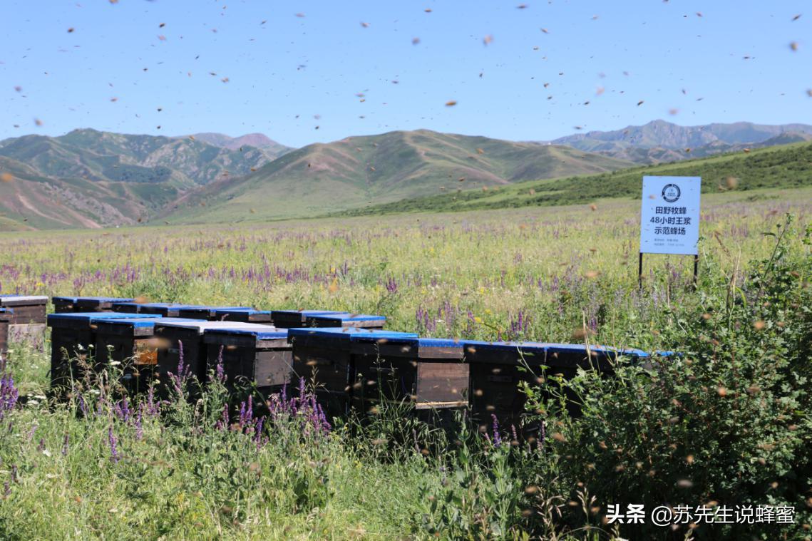怎样辨别真蜂蜜假蜂蜜,怎么简单分辨假蜂蜜