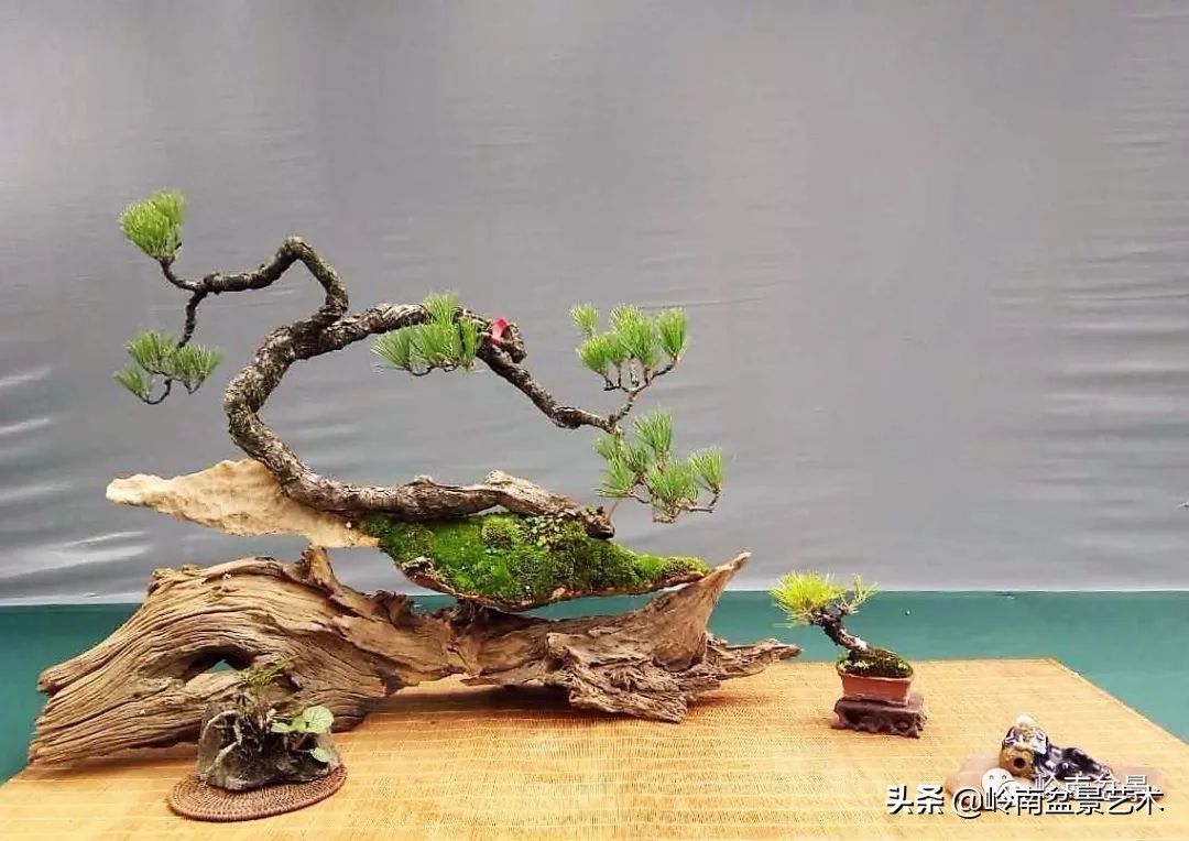 室内十大盆景名贵树种排名,十大盆景名贵树种排名火棘