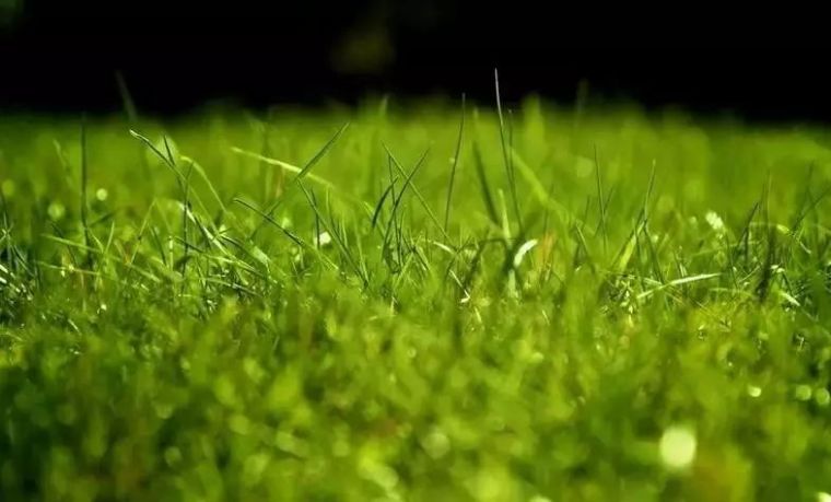 园林花卉学知识点,园林花卉学第三版知识点