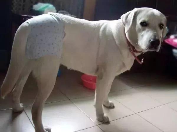 狗出门在外的大小便神器,院子里自制狗狗大小便神器