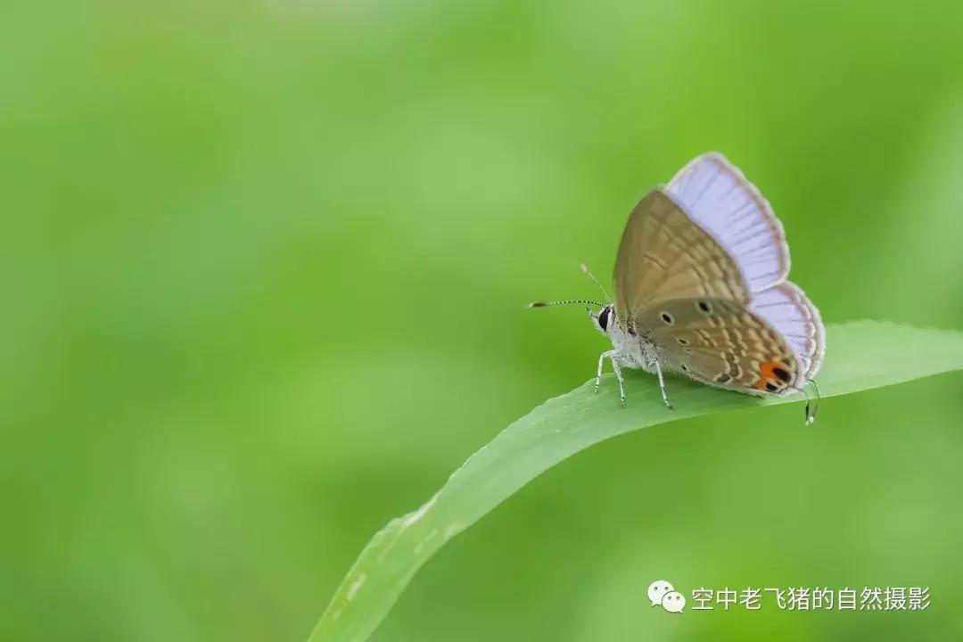 奥林巴斯12-100pro参数,奥林巴斯12-100pro镜头测评