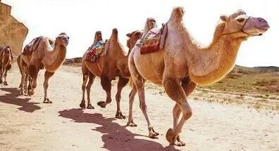 中国沙漠修公路发现一个村,中国花50亿买下沙漠在哪里