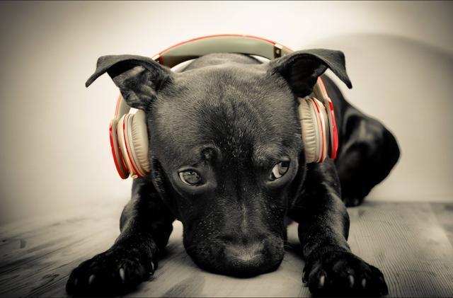 hifi耳机入门教学,hifi入门用耳机还是音响