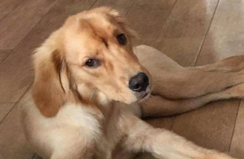 狗狗腿软蹦不上床怎么回事,狗狗腿软突然不能走路