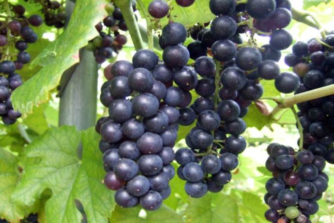 农村的野果子有哪些,农村的野果子真好吃