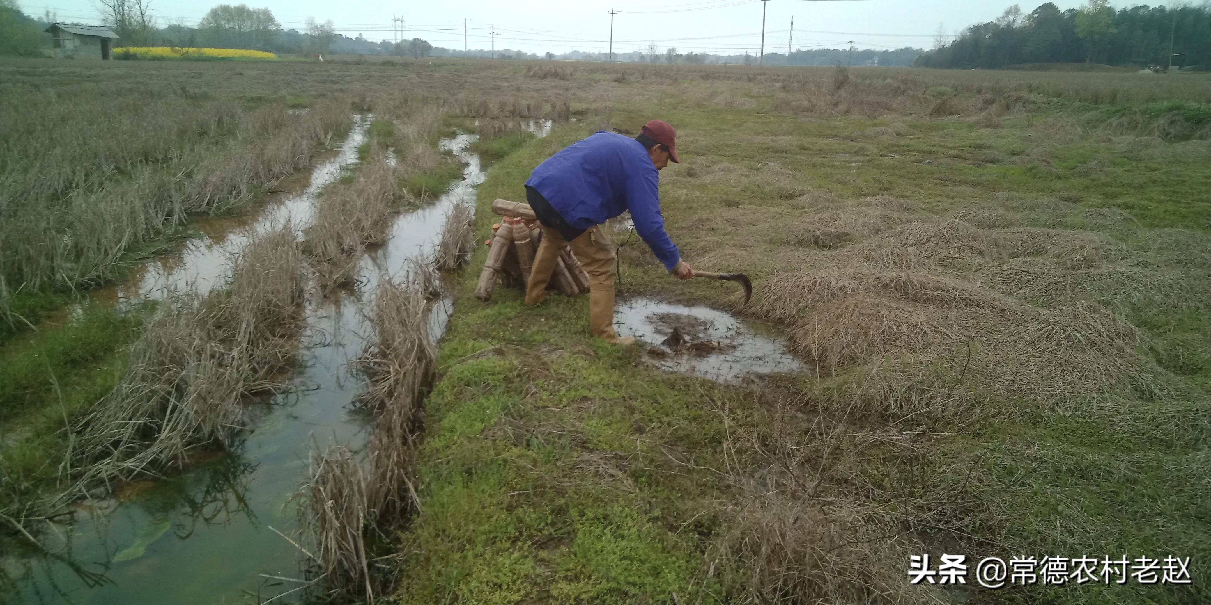 黄鳝怎样逮才能暴富,用什么饵料捕捉野生黄鳝最好