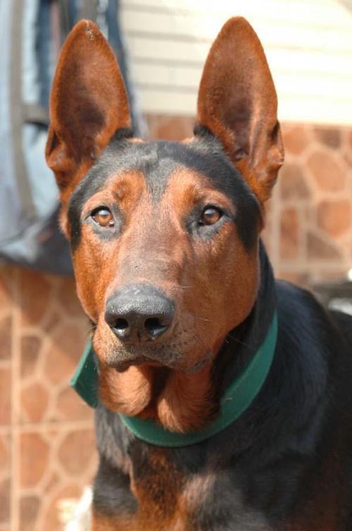 宠物排名前十的狗狗有哪些,超萌的巨型的宠物狗有哪些