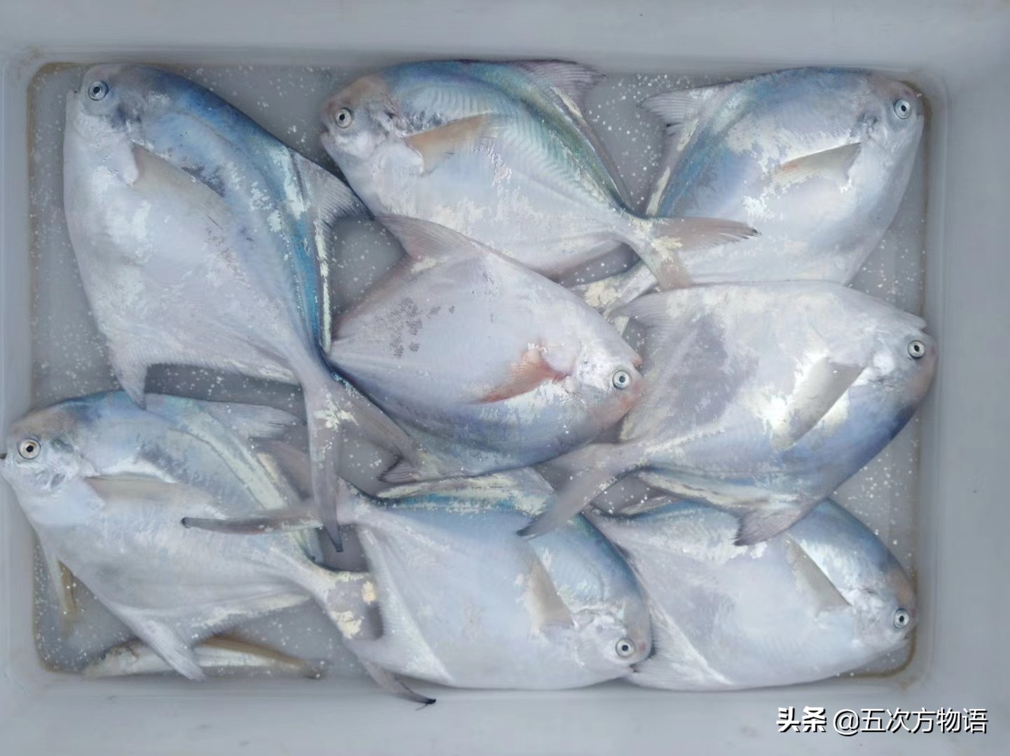 青岛深海白鲳鱼,青岛新鲜鲳鱼