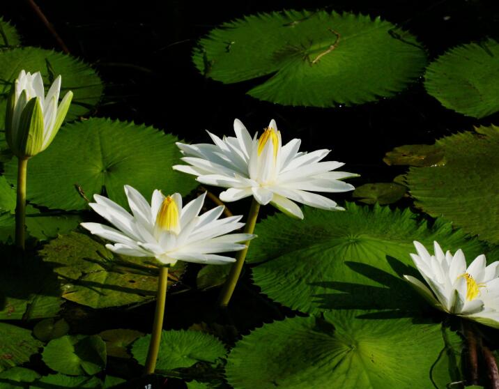 想要养好荷花怎么养,睡莲的养法和注意事项