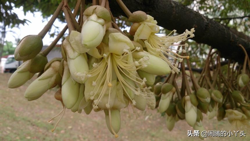 榴莲开花很漂亮,榴莲鲜花白色