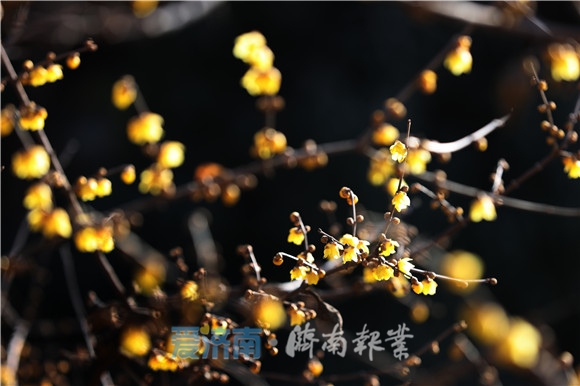 蕊恋黄金分外香腊梅花开俏迎春