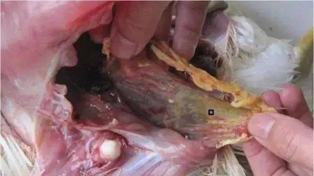 母牛的饲养和疾病防病,母牛常见的疾病