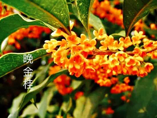 桂花嫁接其它品种桂花,桂花品种里有沉香桂花吗