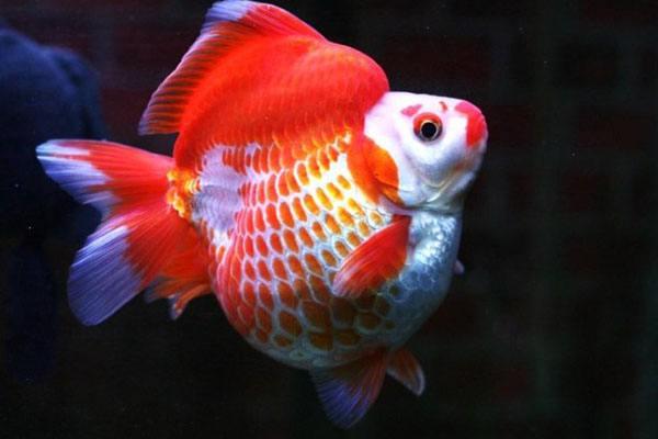 适合懒人养的冷水鱼锦鲤,锦鲤空气缸怎么养详细介绍科普