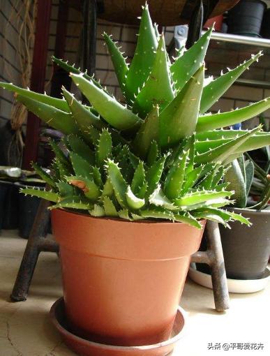 芦荟施肥过多叶子变黄怎么办,芦荟叶片可以用氮肥水喷吗