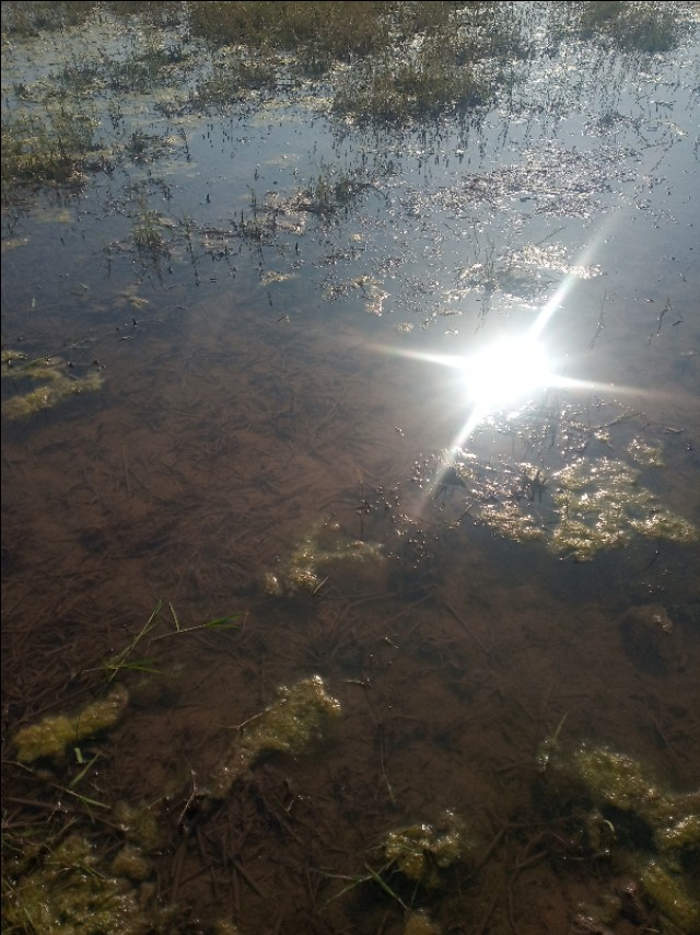 小龙虾打洞越多越好吗,小龙虾是不是一年四季都打洞