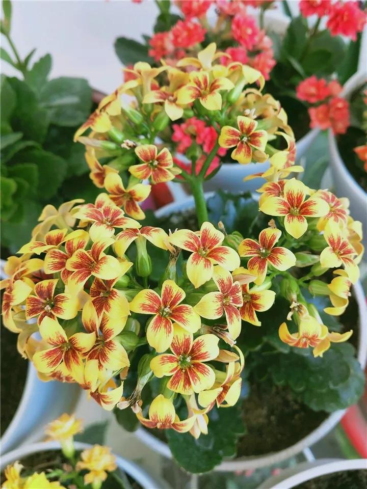 长寿花，寓意好、开花漂亮，花期长，品种多达300个