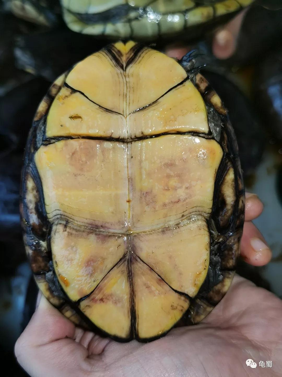 黄泽泥龟为什么冷门,泥龟冷门品种
