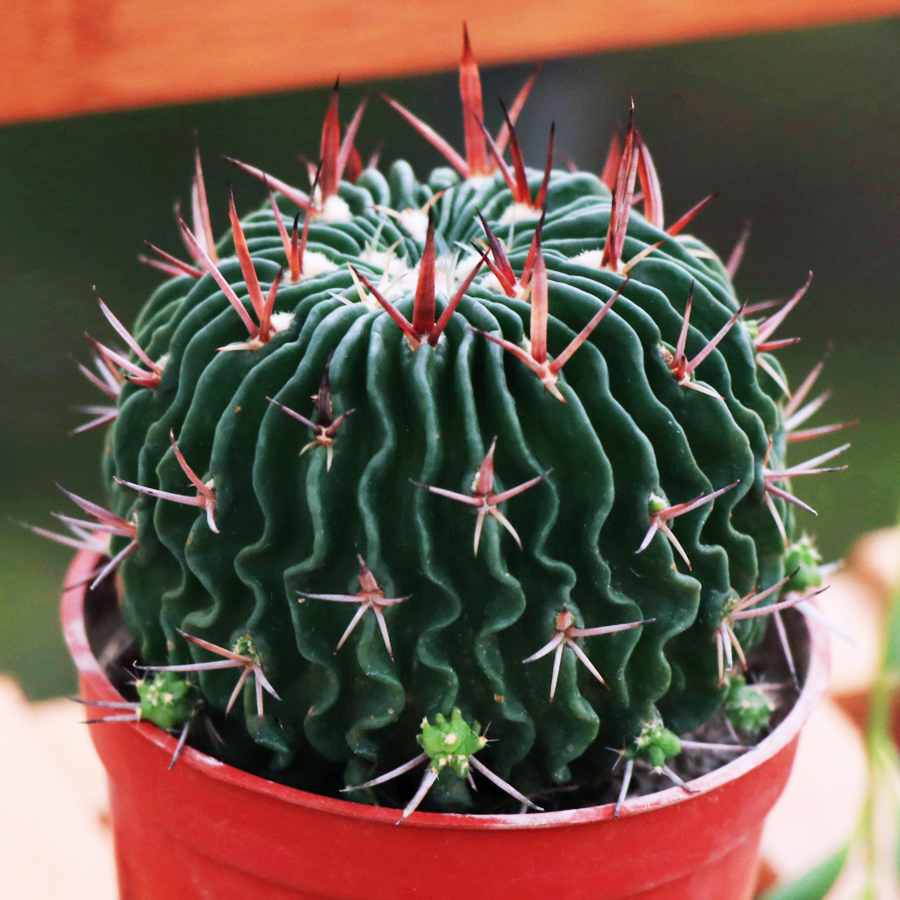 品种大全丨30个仙人球品种图鉴，每个都可爱肉萌到想要全部搬回家