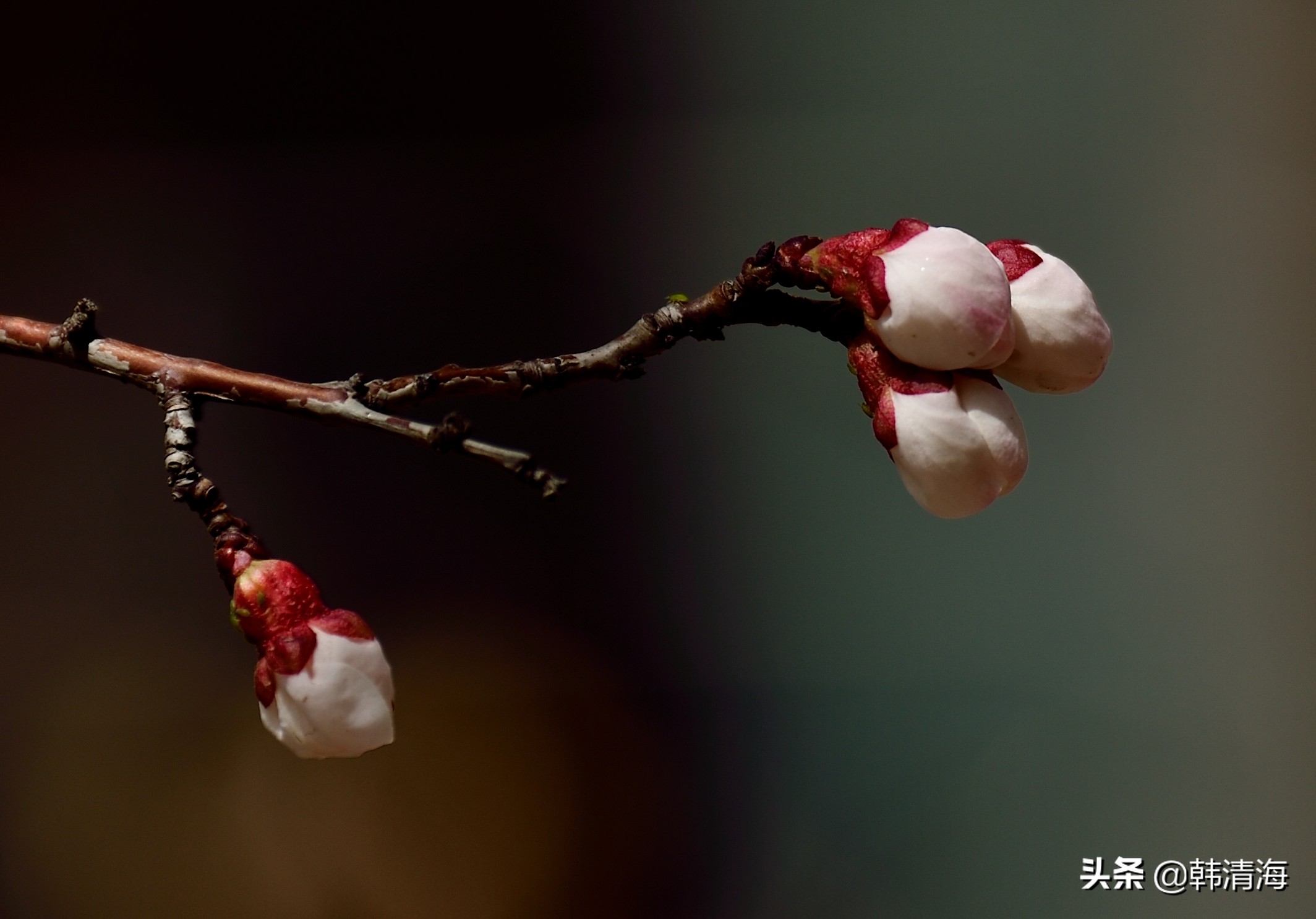 天津市南开区水畔花园简介,天津南开水畔花园洋房