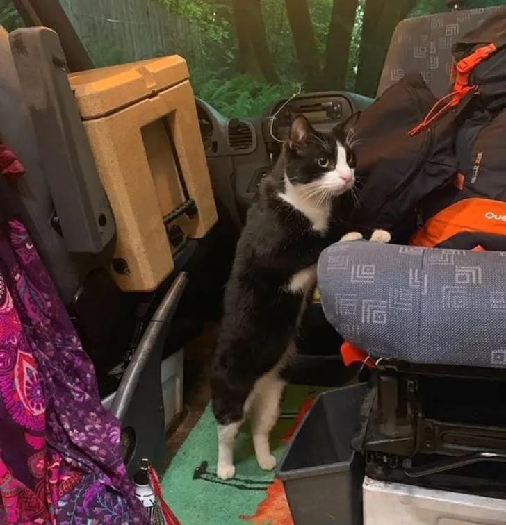 与陌生的猫接触,两只不认识的猫咪相遇会发生什么