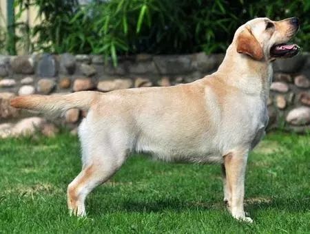 拉布拉多犬的优点跟缺点有关吗,拉布拉多犬的优点跟缺点是什么