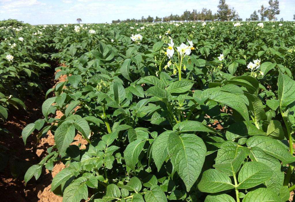 中后期马铃薯容易死苗烂叶,马铃薯枯黄萎病如何防治