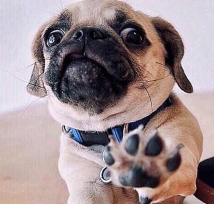 养狗之前看性格,养狗前必看